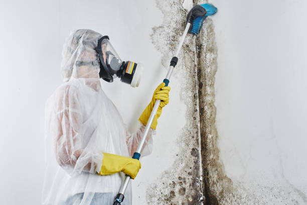 Best Certified Mold Removal  in Detroit, MI