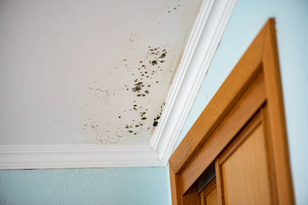 Best Commercial Mold Removal  in Detroit, MI