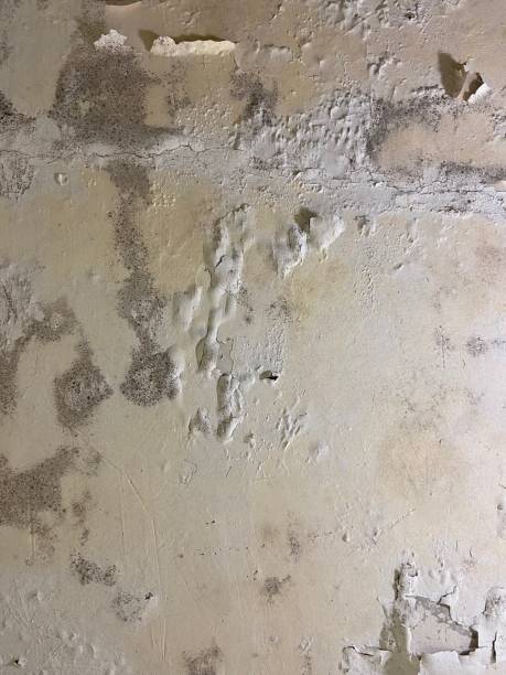 Best Professional Mold Removal  in Detroit, MI