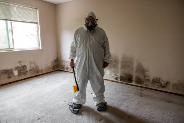 Best Affordable Mold Removal  in Detroit, MI
