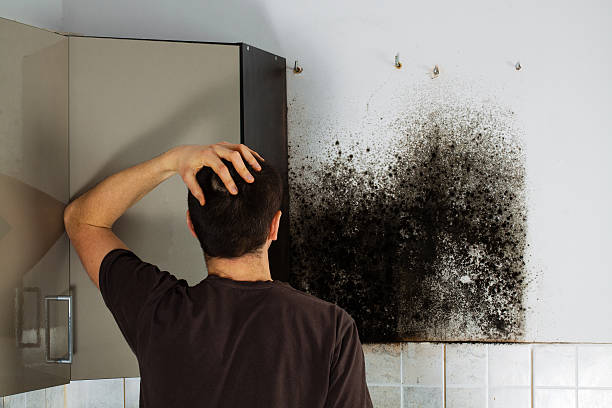 Best Professional Mold Removal  in Detroit, MI