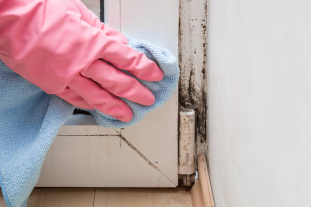 Best Mold Remediation Services  in Detroit, MI