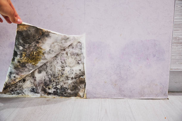 Best Same-Day Mold Removal  in Detroit, MI